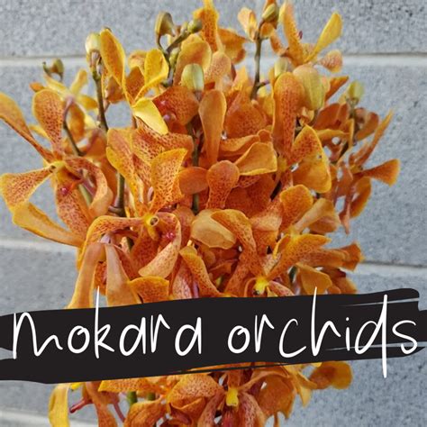 floral friday mokara orchids dreisbach wholesale florists