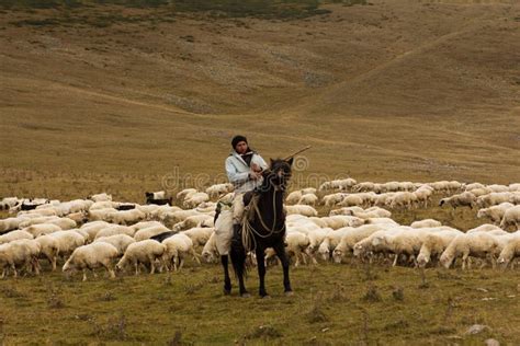 man shepherd  horseback tending  herd  ships stock image image