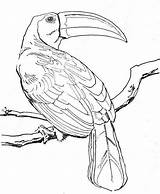 Animaux Foret Amazonienne Imprimer Oiseaux Enfant Greatestcoloringbook sketch template