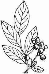 Blueberry Coloring Pages Bush Draw Blueberries Drawing Color Getdrawings Popular sketch template