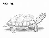 Turtle Slider Draw Red Eared Drawing Step Sketch Drawings How2drawanimals Easy Good Reference Animals Pencil Cartoon Sketches Shading Choose Board sketch template