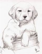 Retriever Cachorros Perritos Dibujando Tiernos Labradores Lápiz Dibujados Cachorrito Resultado Chidos Animados Negro sketch template