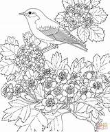 Coloring Pages Bird Eastern Flower Bluebird State Hawthorn Missouri Printable Blue Drawing sketch template