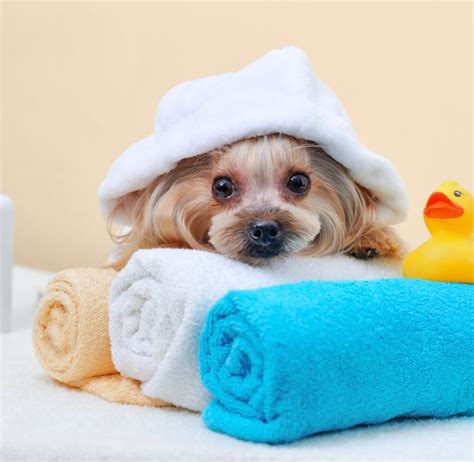 pet spa services nearest hollywood mobile pet grooming services