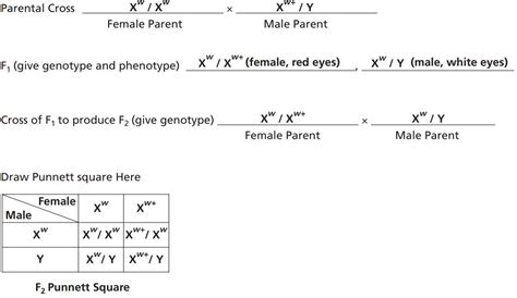 35 Can You Correctly Label The Genotypes And Phenotypes In This Punnett