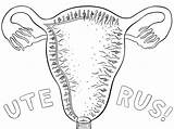Uterus Coloring Pages Template sketch template