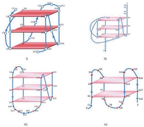 schematic structures   quadruplexes  parallel quadruplex  kit   scientific
