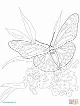 Coloring Butterfly Monarch Pages Intricate Color Printable Getcolorings Ulysses Online Drawing Dot Print Butterflies sketch template