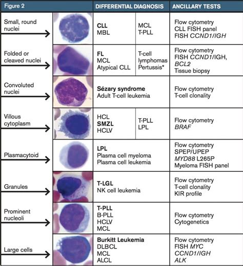 approach  lymphocytosis  hematologist understand hematology