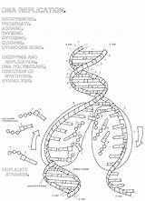 Dna Replication Worksheet Coloring Structure Answers Key Answer Worksheets Double Transcription Helix Protein Synthesis Pages Questions Pdf Translation Unit Drawing sketch template