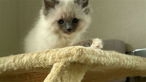 the secret life of kittens is the cutest thing you ll see on tv tonight