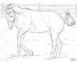 Coloring Horse Pages Bucking Printable Realistic Foal Print Friesian Drawing Horses Appaloosa Mare Bronco Color Sketch Supercoloring Getdrawings Getcolorings Roping sketch template