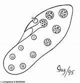 Protists Protist Photosynthesis Comsumption Sometimes Along Food sketch template