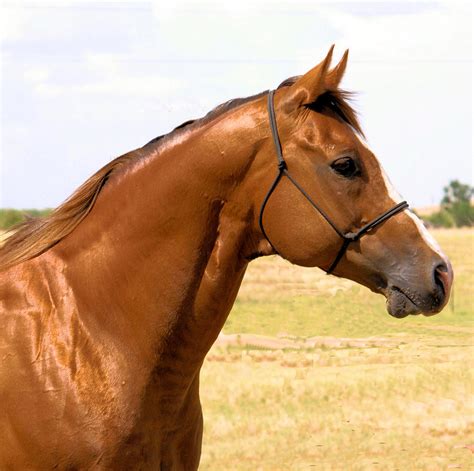 thoroughbred head shot photograph by cheryl poland