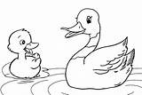 Duck Coloring Mother Pages Duckling Ducklings Happy Fun Children sketch template