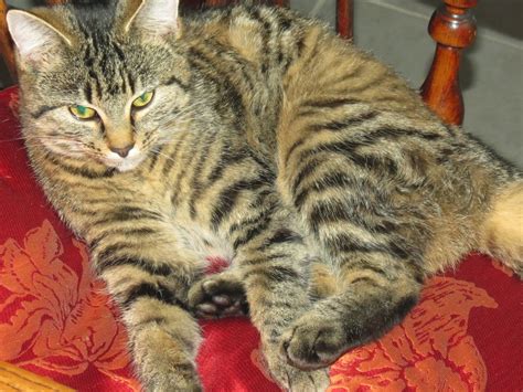 craigardcroft wildcat  house cat