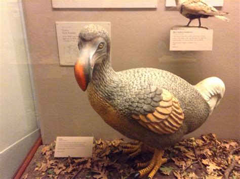 chicago field museum dodo bird field museum chicago bird field museum