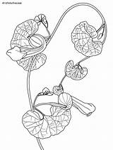 Daintree Rainforest Coloring Aristolochiaceae Pages 17kb 960px sketch template