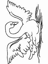 Coloring Pages Swan Birds Print Swans sketch template