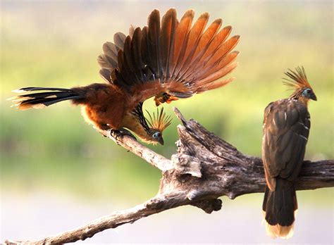 species  birds hoatzin birds  born  claws