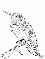 Beija Hummingbird Realistic Fofo Koliber Kalifornijski Adorável Colorironline Drukuj sketch template