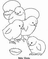Hatching Chicks sketch template