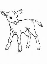 Cow Baby Coloring Pages Cows Drawing Realistic Kids Easy Animal Sketches Cute Color Outline Drawings Clipart Born Just Kidsplaycolor Sketch sketch template