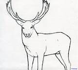 Stag Drawings Dragoart Stags sketch template