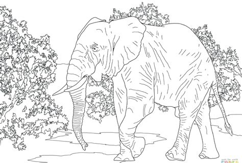 drawing  indian elephant  getdrawings
