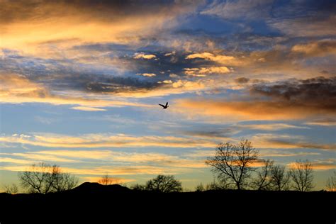 bird flying  sunset picture  photograph  public domain