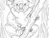 Coloring Realistic Pages Koala Wildlife Printable Kids Cute Rare Bear Color Print Getcolorings Coloringbay Getdrawings sketch template