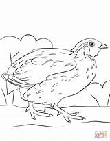 Quail Coloring Bobwhite Pages Printable Quails Drawing Getdrawings Categories 480px 92kb sketch template
