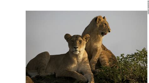 real life lion kings african big cats caught on film cnn