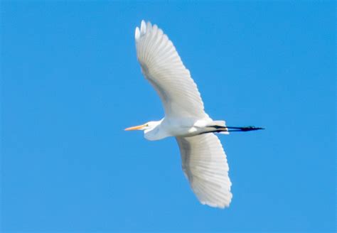 ebird checklist 3 sep 2023 south elgin dam 3 species