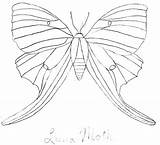 Luna Moth Coloring 639px 22kb sketch template
