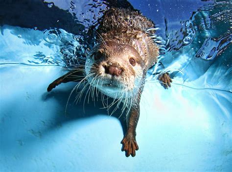 seth casteels underwater animal photography