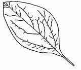 Leaf Coloring Pages Parts Tree sketch template