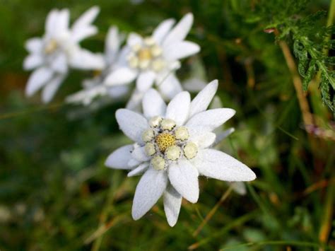 growing edelweiss information   care  edelweiss plants