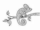 Vector Chameleon Animal Adults Coloring Book Zentangle Illustration sketch template