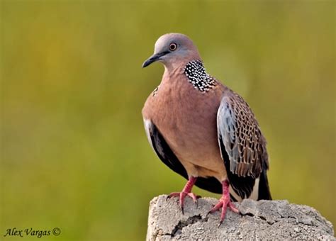 spotted dove focusing  wildlife