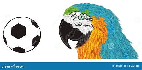 parrot  ball stock illustration illustration  feathers