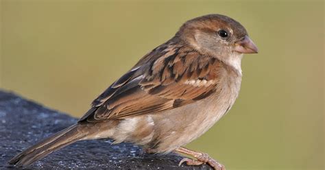 sparrow true wildlife creatures