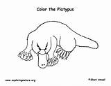 Platypus Billed Duck Coloring sketch template