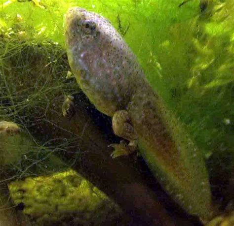 American Bullfrog Tadpole Metamorphosis Free Images And Photographs From