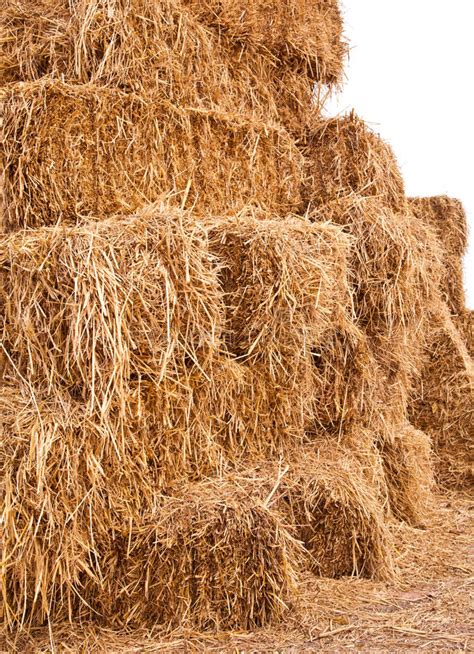 big pile of straw stock image image of farming bedding