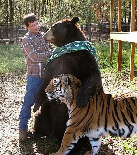 fieggentrio vriendschap tussen een tijger leeuw en een beer