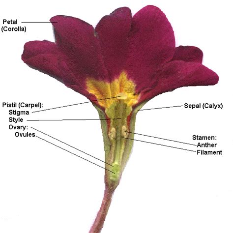 male  female flower parts parts   flower  structure  functions  diagram