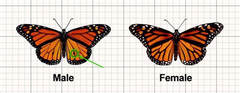how to tell the difference between male and female monarch butterflies