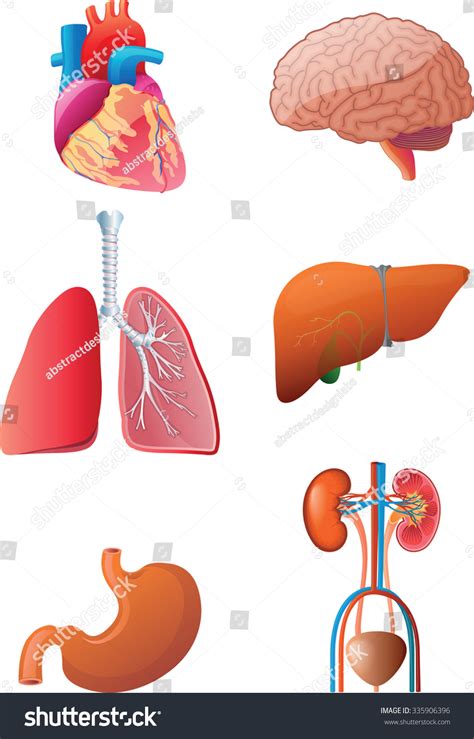 vital human internal organs vector illustration  shutterstock