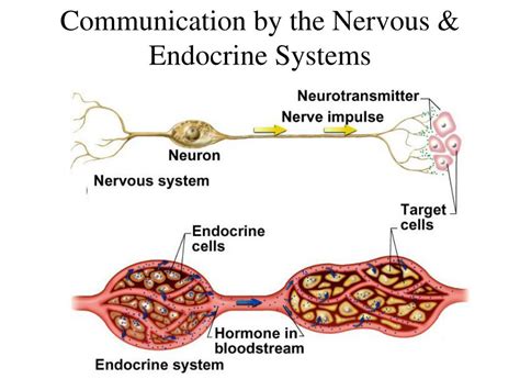 Ppt Chapter 17 Endocrine System Powerpoint Presentation Free